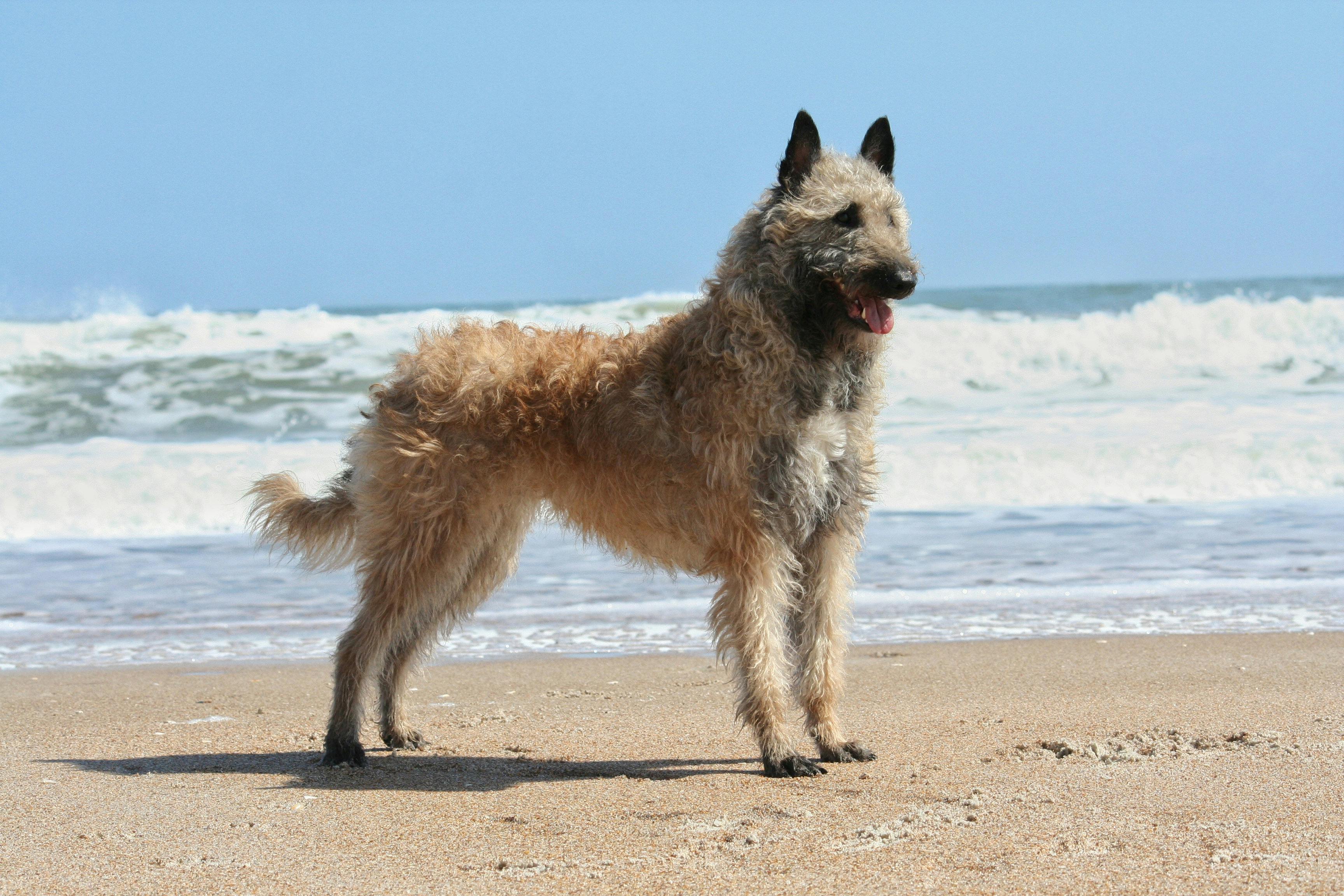 Belgian Laekenois standing on a sandy beach with the waves crashing behind